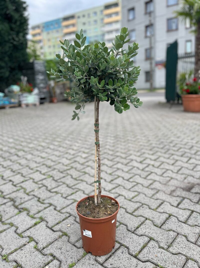 Metrosideros wyniosły excelsa, Nowozelandzkie Drzewo Bożonarodzeniowe