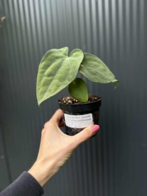 Anthurium Anaconda x Anthurium Papillilamium