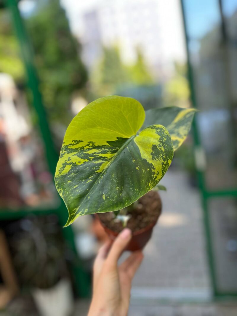 Monstera Aurea Variegata POM POM