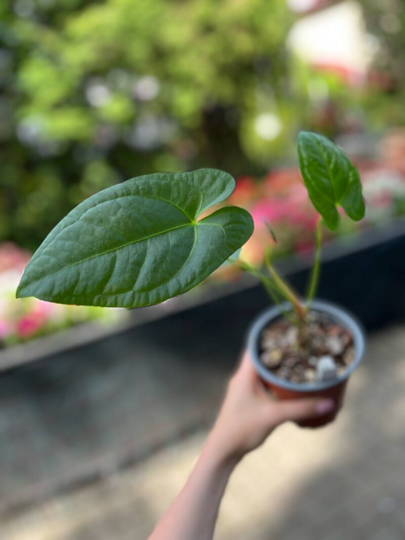 Anthurium Amazon Rabbit