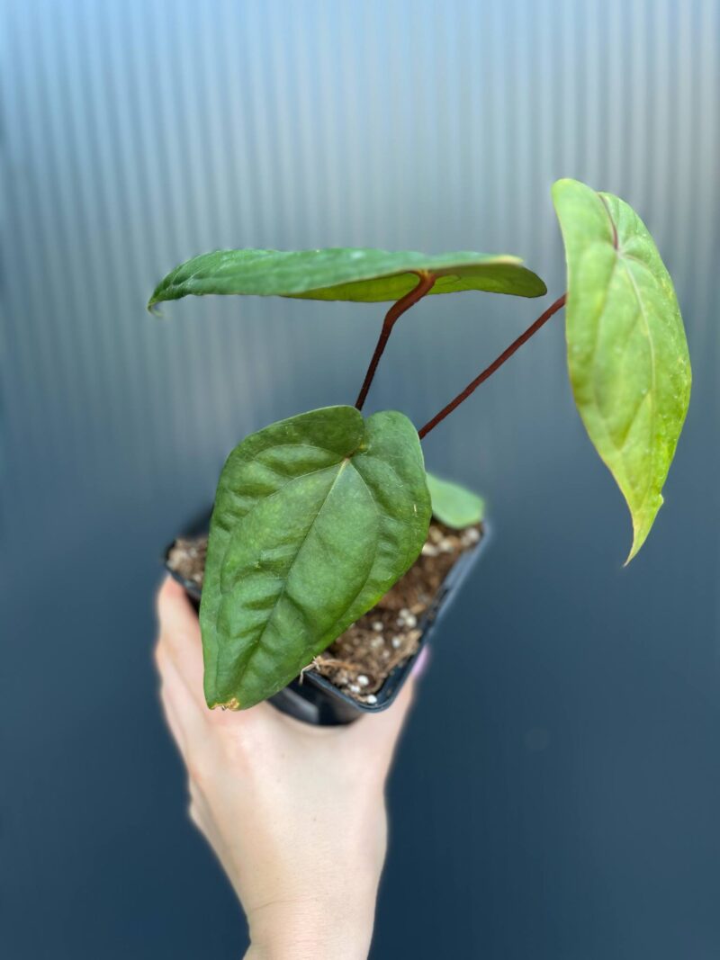 Anthurium nigrolaminum ‘Gigi’ x Anthurium Dressleri