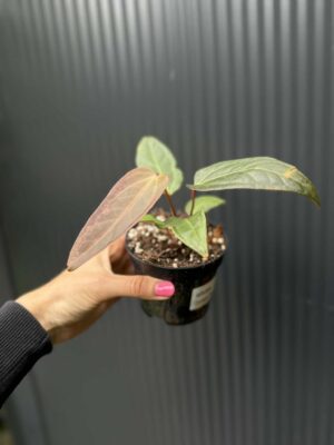 Anthurium Cuyabeno Soul