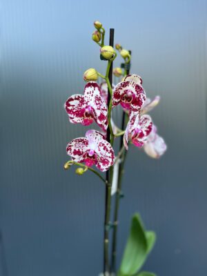 Phalaenopsis Bohemian Mondriaan | Storczyk ( przekwitajacy)