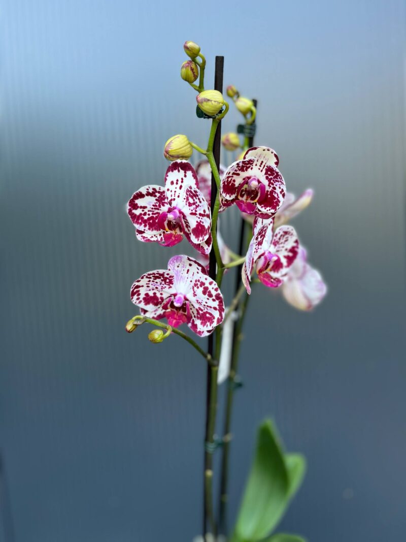 Phalaenopsis Bohemian Mondriaan | Storczyk ( przekwitajacy)