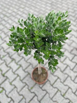 Metrosideros wyniosły excelsa, Nowozelandzkie Drzewo Bożonarodzeniowe