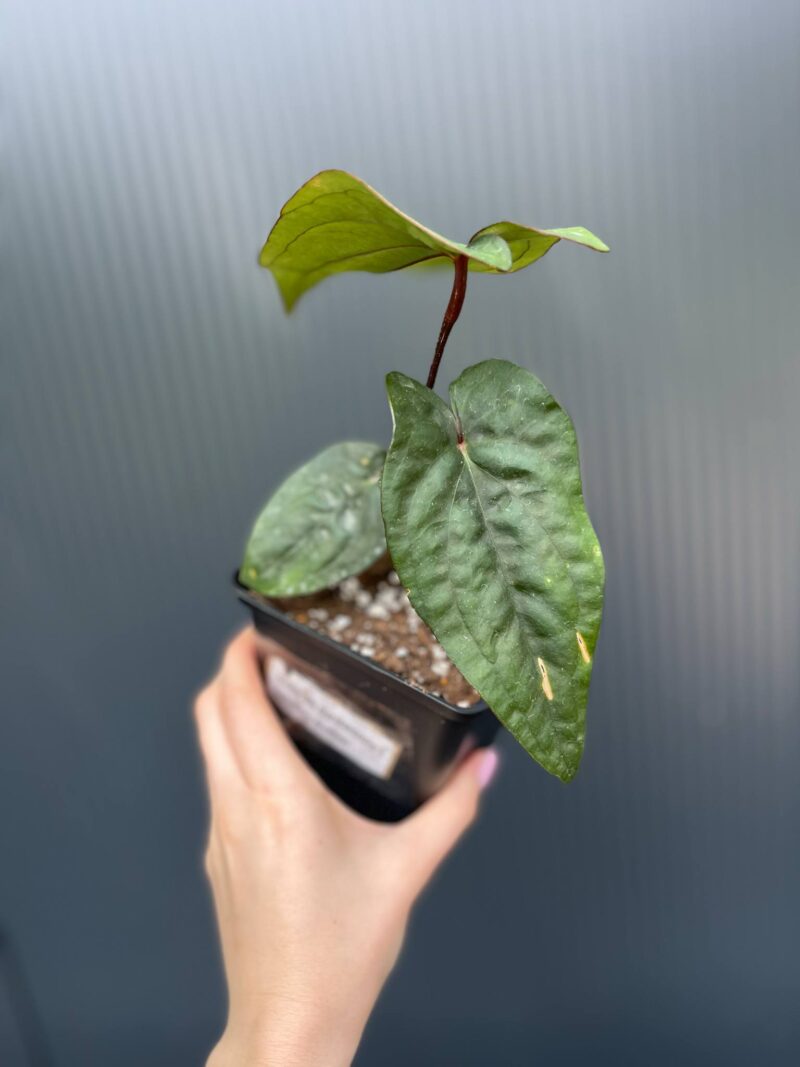 Anthurium nigrolaminum ‘Gigi’ x Anthurium Dressleri