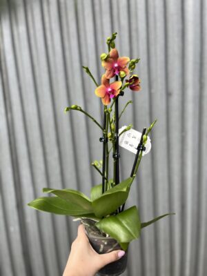 Phalaenopsis Bolgheri | Storczyk Pachnący