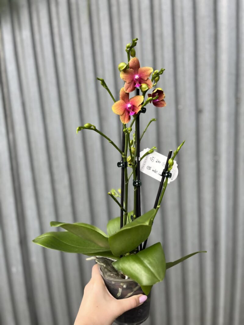 Phalaenopsis Bolgheri | Storczyk Pachnący