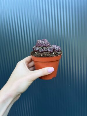 Sulcorebutia rauschii