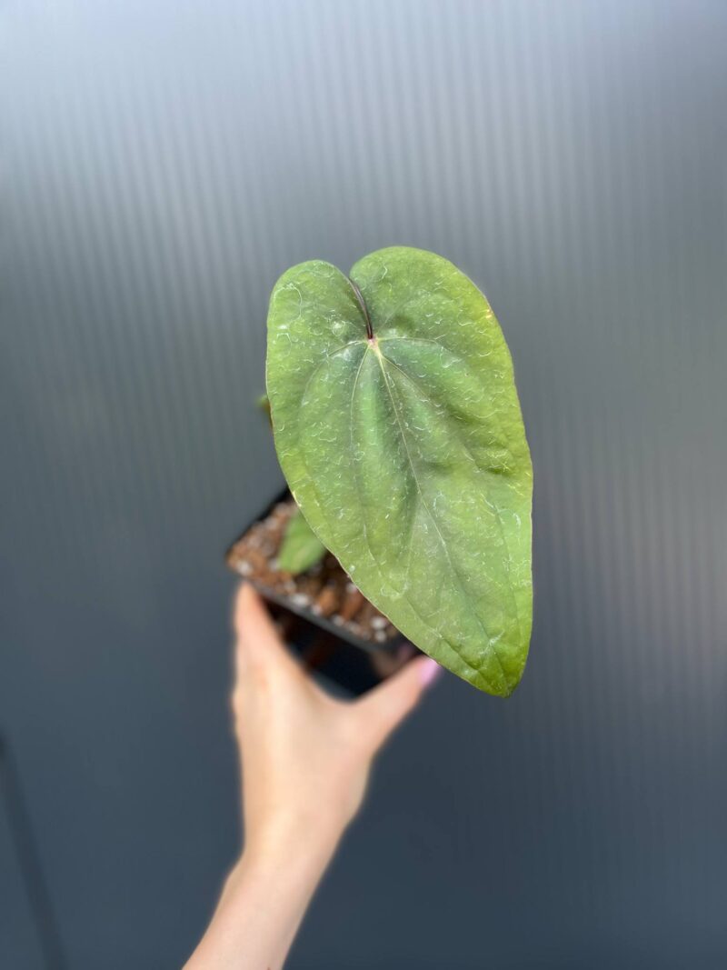 Anthurium nigrolaminum ‘Gigi’ x Anthurium Dressleri