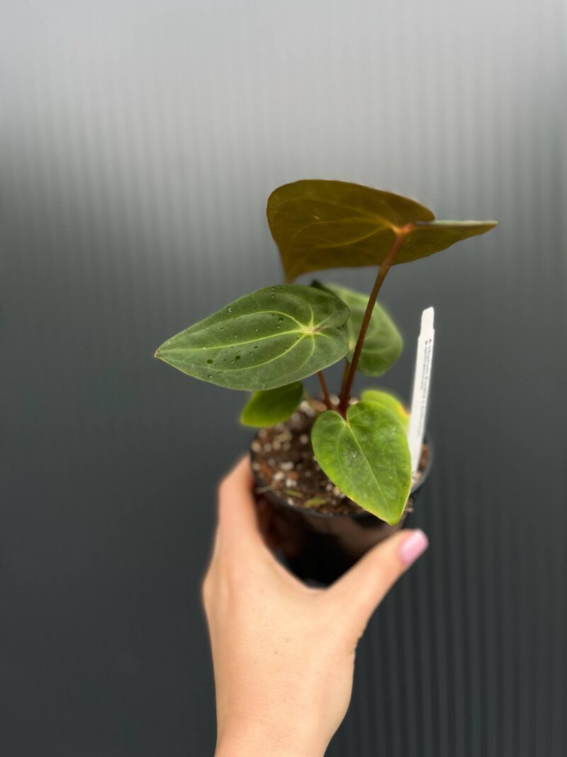 Anthurium ‘Eureka’ x Papillilaminum