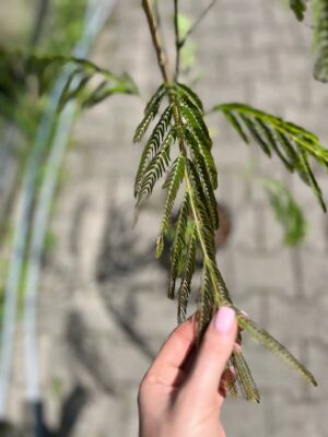 Albicja jedwabista (Albizia julibrissin)