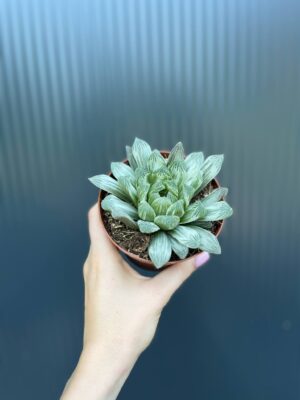 Haworthia cymbiformis