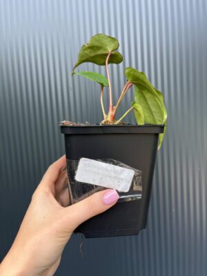 Anthurium Crystal Sky ×  Nigrolaminum ‘Gigi’