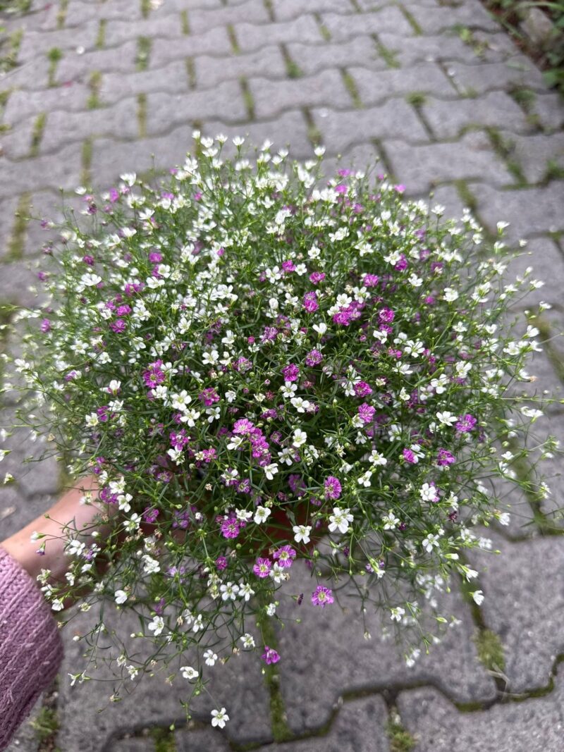 Gipsówka Gypsophila muralis ‘Gypsy’