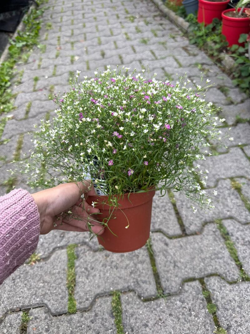 Gipsówka Gypsophila muralis ‘Gypsy’