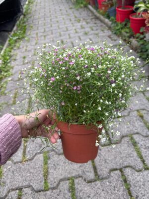 Gipsówka Gypsophila muralis ‘Gypsy’