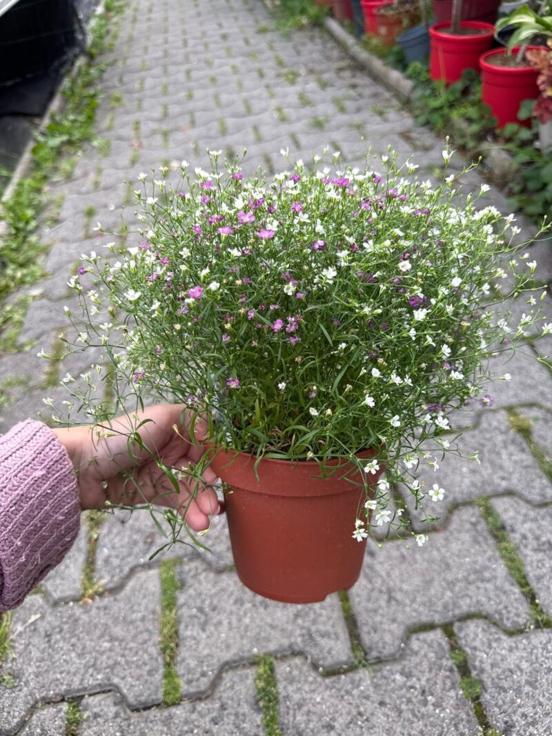 Gipsówka Gypsophila muralis ‘Gypsy’