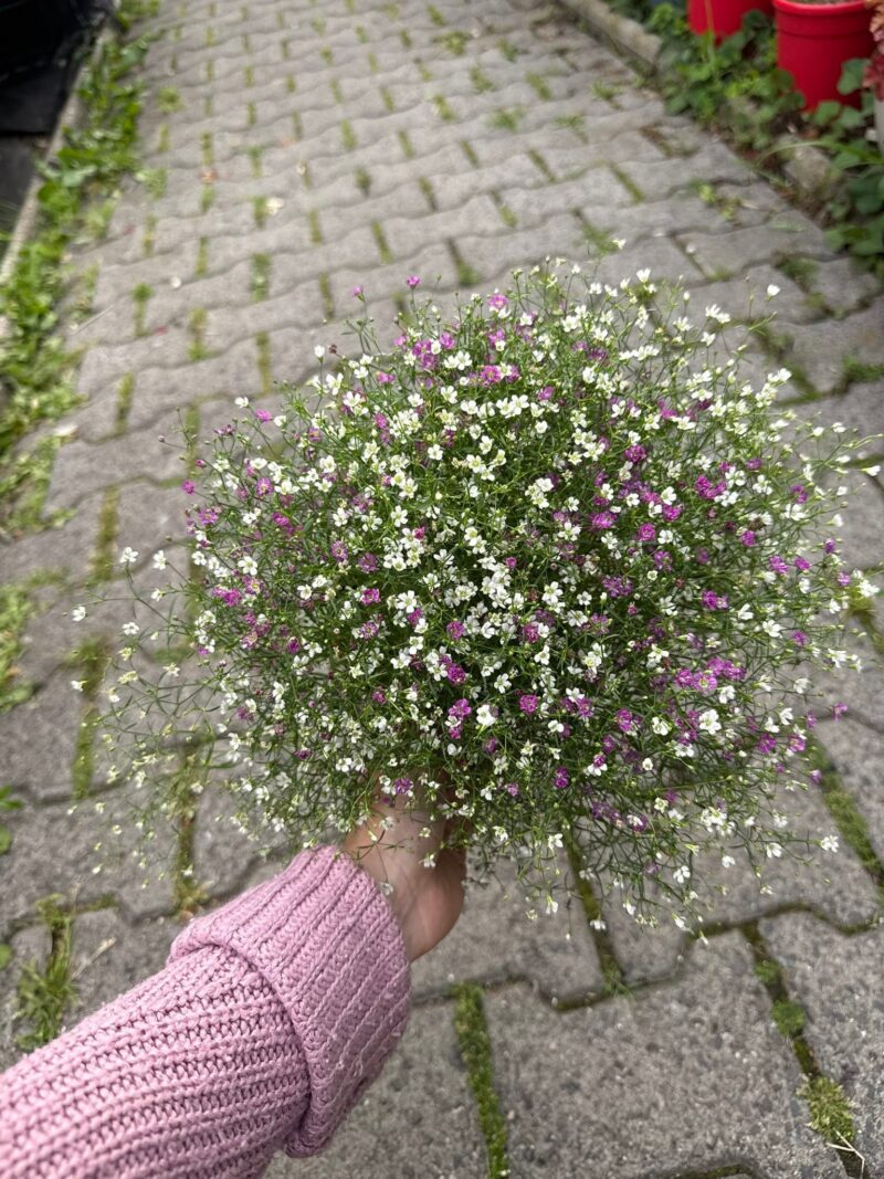 Gipsówka Gypsophila muralis ‘Gypsy’