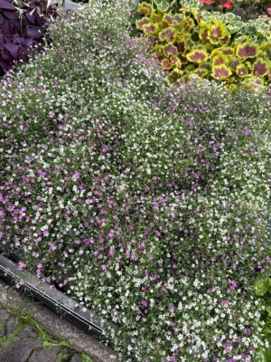 Gipsówka Gypsophila muralis ‘Gypsy’