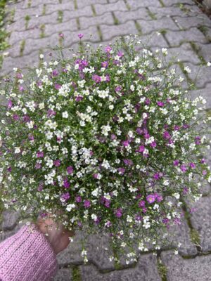 Gipsówka Gypsophila muralis ‘Gypsy’