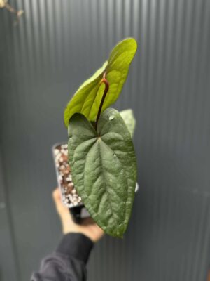 Anthurium nigrolaminum ‘Gigi’ x Anthurium Dressleri