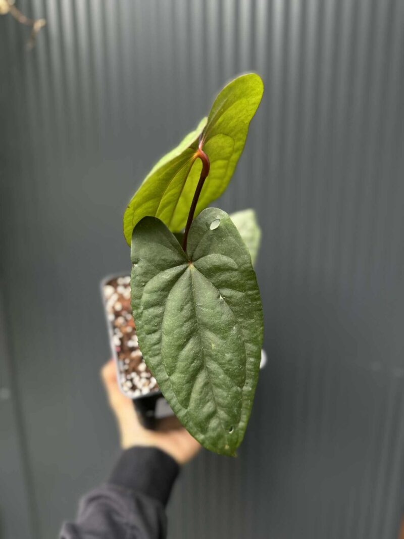 Anthurium nigrolaminum ‘Gigi’ x Anthurium Dressleri