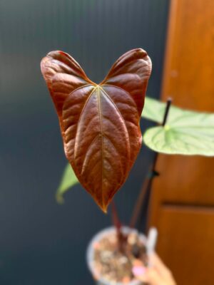 Anthurium Luxury Jungle x Papillilaminum