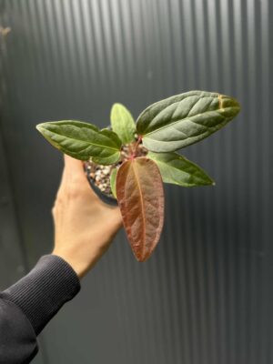 Anthurium Cuyabeno Soul