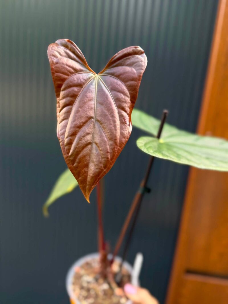 Anthurium Luxury Jungle x Papillilaminum
