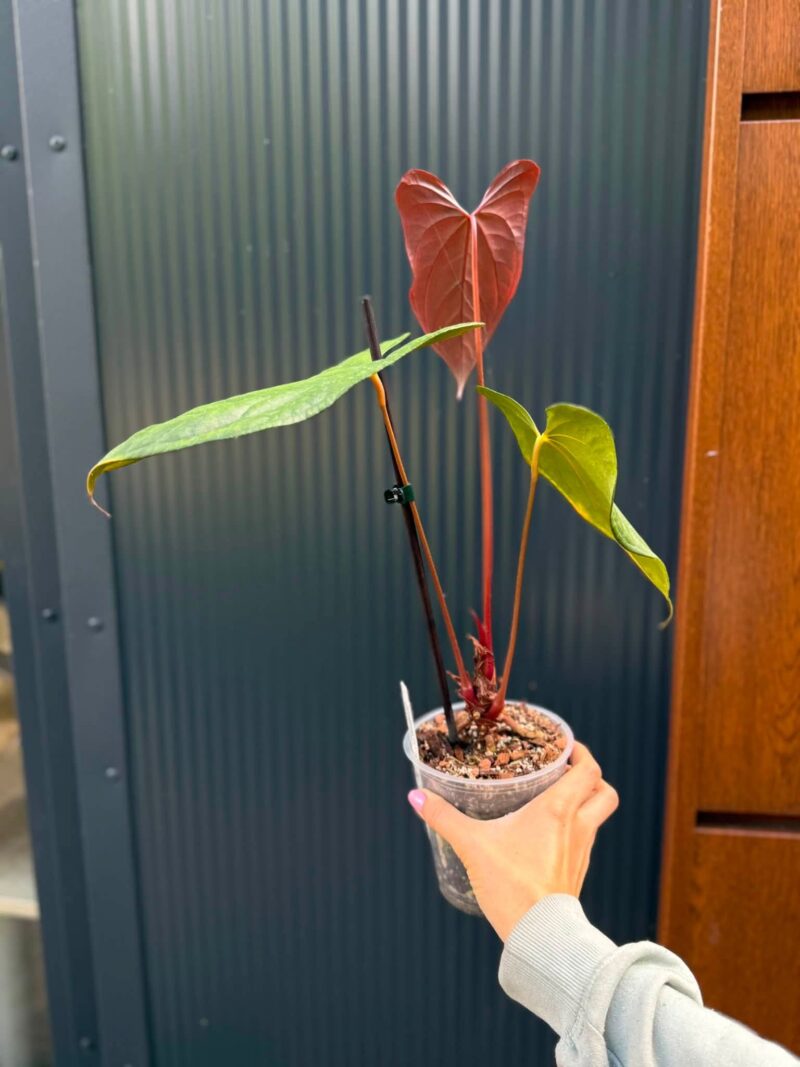 Anthurium Luxury Jungle x Papillilaminum