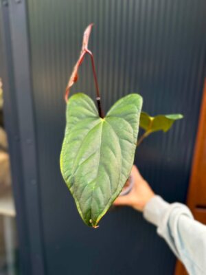 Anthurium Luxury Jungle x Papillilaminum