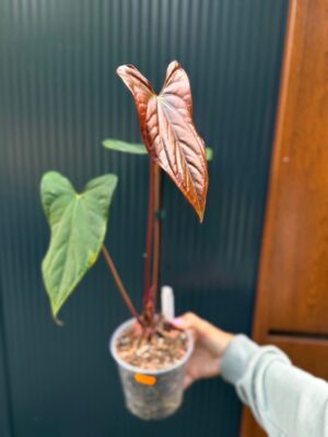 Anthurium Luxury Jungle x Papillilaminum