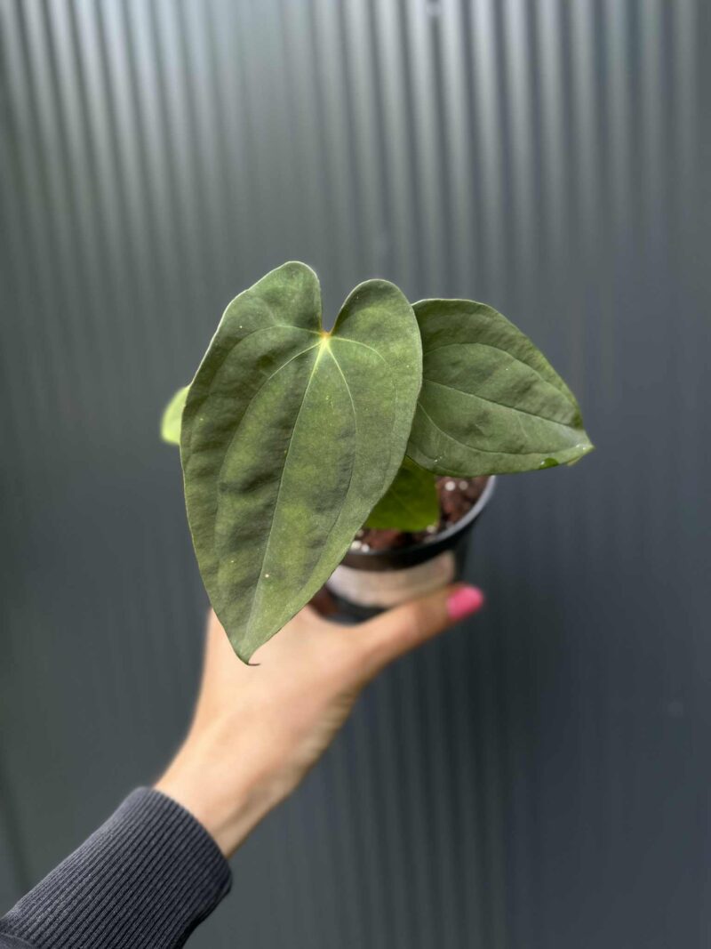 Anthurium Anaconda x Anthurium Papillilamium