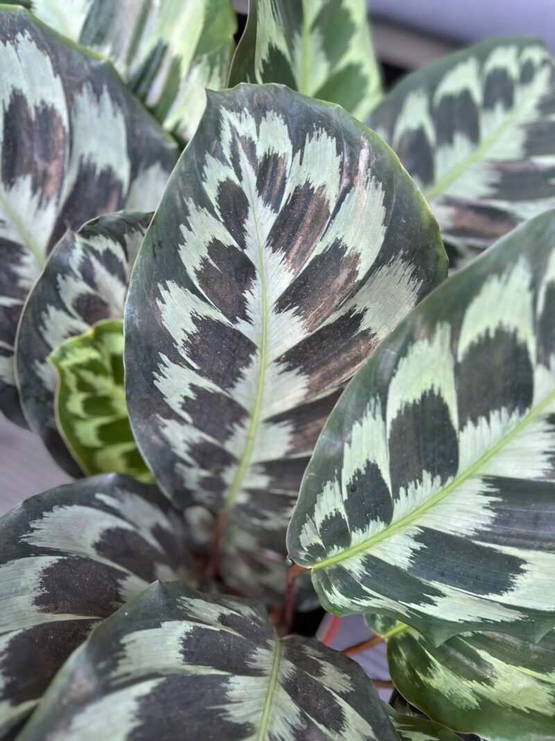 Calathea ‘Kennedy’