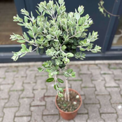 Metrosideros wyniosły excelsa, Nowozelandzkie Drzewo Bożonarodzeniowe