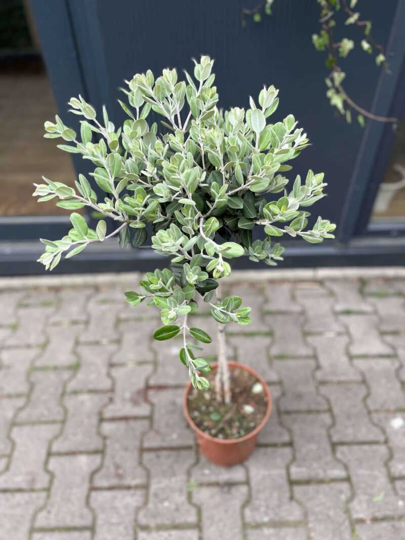 Metrosideros wyniosły excelsa, Nowozelandzkie Drzewo Bożonarodzeniowe