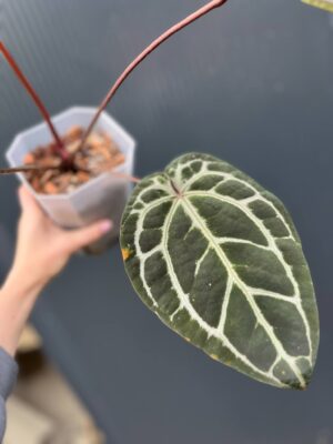 Dockblock Anthurium Giannina ‘Crystalinum 8’ x ‘Michelle® 11’