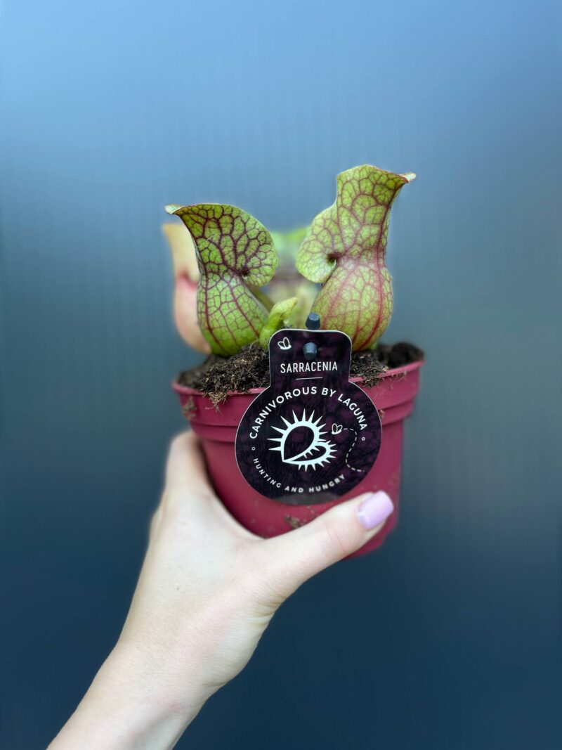 Kapturnica Sarracenia ‘Sylwia’