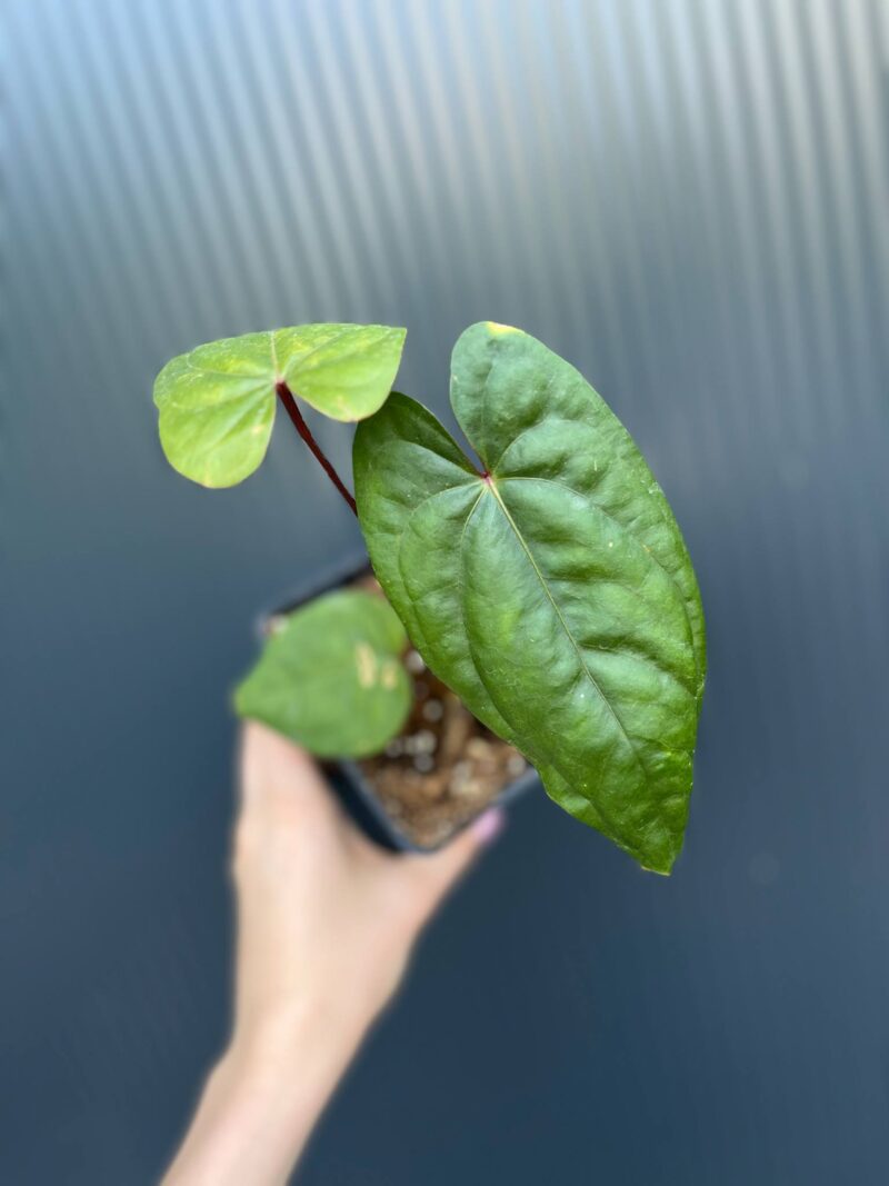 Anthurium nigrolaminum ‘Gigi’ x Anthurium Dressleri