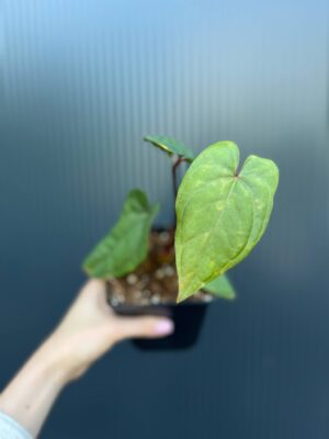 Anthurium nigrolaminum ‘Gigi’ x Anthurium Dressleri
