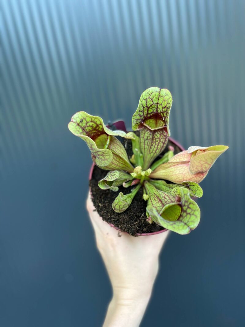 Kapturnica Sarracenia ‘Sylwia’