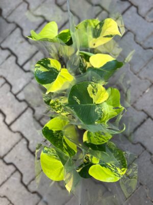 Monstera Aurea Variegata POM POM