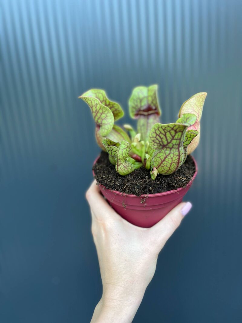Kapturnica Sarracenia ‘Sylwia’