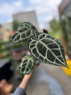 Dockblock Anthurium Michelle® ’11’ x Michelle® ‘1’