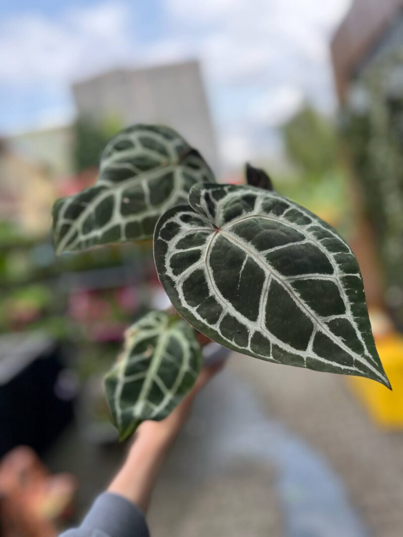 Dockblock Anthurium Michelle® ’11’ x Michelle® ‘1’