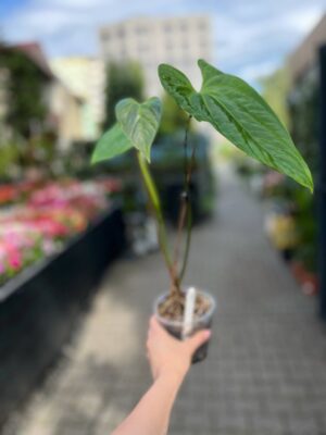 Anthurium Amazon Rabbit
