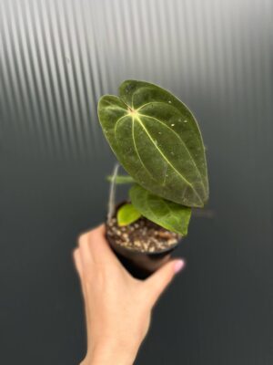 Anthurium ‘Eureka’ x Papillilaminum