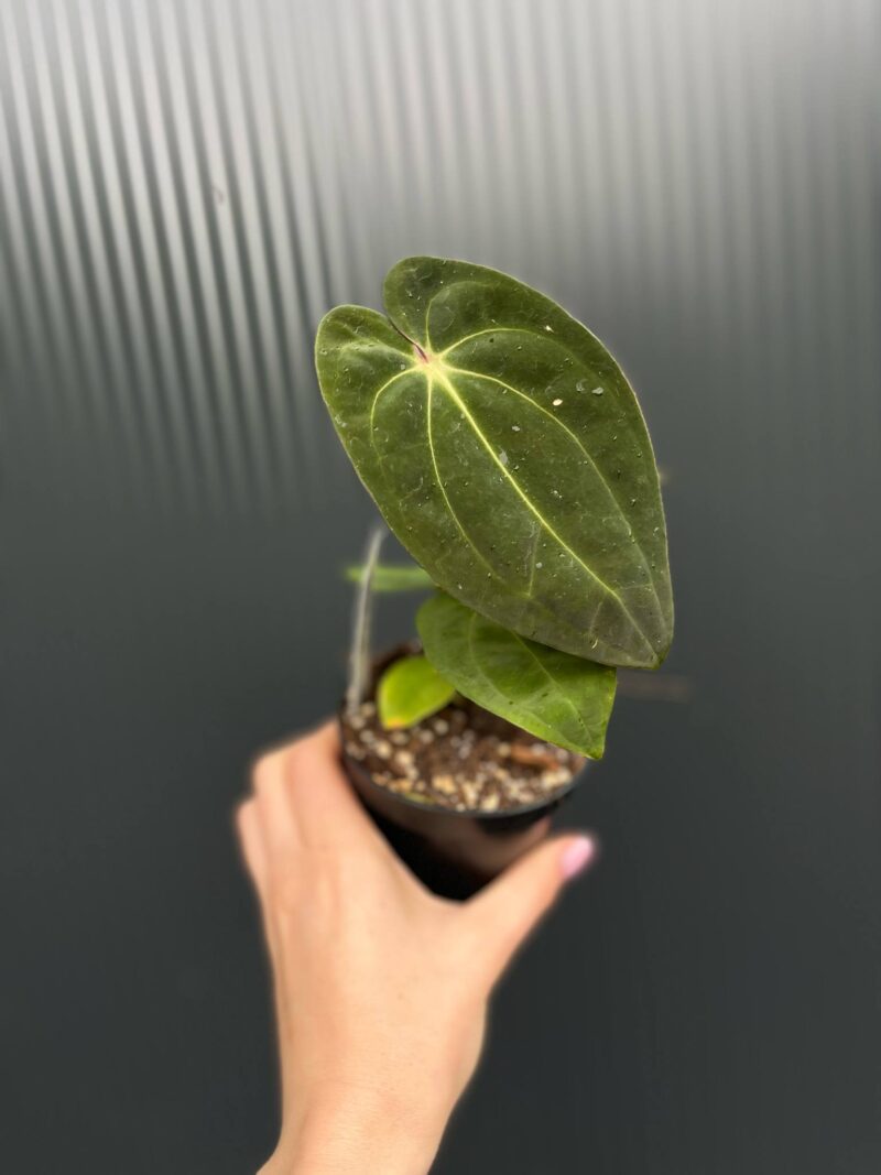 Anthurium ‘Eureka’ x Papillilaminum