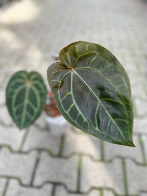 Dockblock Anthurium Purple Rain® ’27 x Michelle® ‘1’